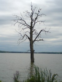 Suchý strom na Nových Mlýnech