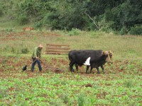 Údolí Viñales