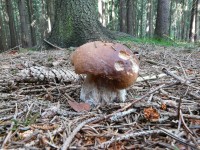 Na houby na Šumavu