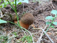 Na houby na Šumavu