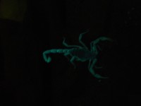 svítící škorpion