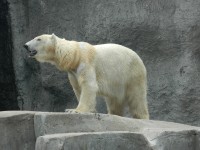 lední medvěd