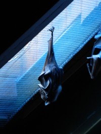 pavilon nočních živočichů - netopýr