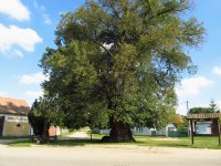 23 Stará Lysá památný strom