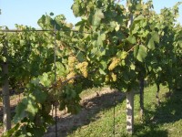 Cyklisté vítáni - Rodinné vinařství U Samsonů