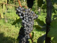 Cyklisté vítáni - Rodinné vinařství U Samsonů