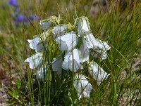 Slovensko - Západní Tatry: Roháče - zvonek alpský (bílá varieta)