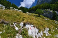 Slovinsko - Julské Alpy: začátek trasy u planiny Krnica