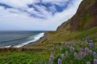 Madeira: západní pobřeží, hadinec - madeirský endemit