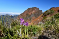 Madeira: vstavač Orchis scopulorum - madeirský endemit