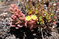 Madeira: Aichryson Villosum - madeirský a azorský endemit