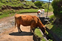 Madeira: Levada do Paúl - kráva pije z levády