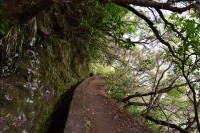 Madeira: Levada do Caldeirão Verde