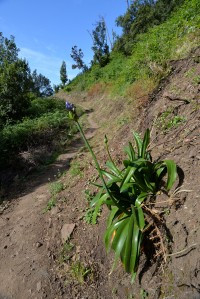 Madeira: kalokvět - na Madeiře nepůvodní, pochází z Jižní Afriky