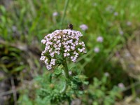 Madeira: Melanoselinum decipiens - madeirský endemit