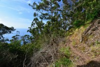 Madeira: stezka Porto da Cruz - Boca do Risco