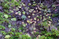 Madeira: Aeonium Glandulosum – madeirský endemit