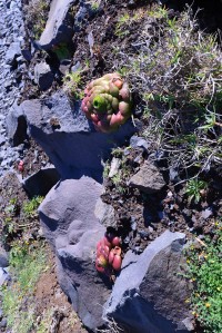 Madeira: Aeonium Glandulosum – madeirský endemit