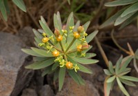 Madeira: pryšec Euphorbia Piscatoria Aiton  - madeirský endemit