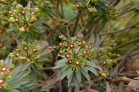 Madeira: pryšec Euphorbia Piscatoria Aiton  - madeirský endemit