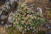 Madeira: smil Helichrysum Devium - madeirský endemit