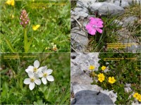 Rakousko - Schneeberg: alpská květena