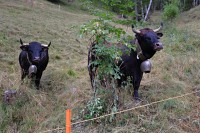 Švýcarsko - Walliské Alpy: walliský černohnědý skot