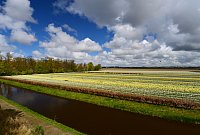 Nizozemsko: Keukenhof - pohled ze zahrady na hyacintová pole vedle zahrady
