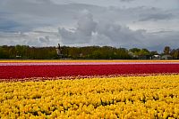 Nizozemsko: tulipánová pole u Keukenhofu
