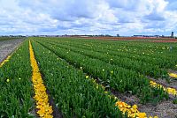 Nizozemsko: tulipánová pole posečená