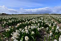 Nizozemsko: hyacintová pole v Jižním Holandsku