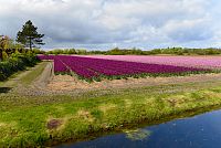 Nizozemsko: tulipánová pole v Jižním Holandsku