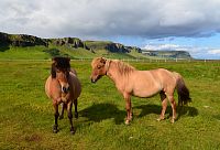 Island: islandský kůň