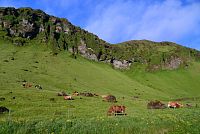 Island: krávy na pastvě