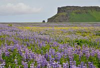 Island: kvetoucí lupina u mysu Dyrhólaey