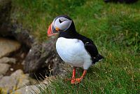 Island: papuchalk severní (Fratercula arctica) - mys Látrabjarg