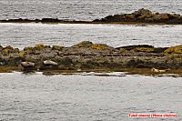 Island: tuleň obecný (phoca vitulina) - poloostrov Vantsnes