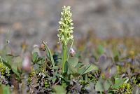 Island: vemeník (platanthera hyperborea)