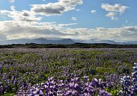 Island: krajina na jihu ostrova - kvetoucí lupina