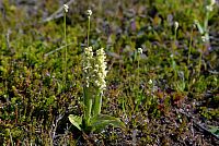 Island: Skaftafell - orchidej Platanthera hyperborea (vemeník)
