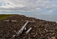Island: mys Hraunhafnartangi - vyplavené dřevo z moře
