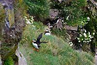 Island: Západní fjordy - mys Látrabjarg - papuchalk severní (Fratercula arctica)