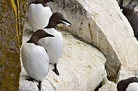 Island: Západní fjordy - mys Látrabjarg - alkoun úzkozobý (Uria aalge)