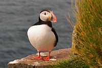 Island: Západní fjordy - mys Látrabjarg - papuchalk severní (Fratercula arctica)