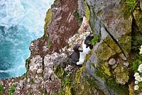 Island: Západní fjordy - mys Látrabjarg - ptačí kolonie