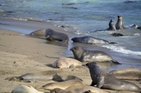 USA Jihozápad: rypouš severní na pobřeží v Piedras Blancas