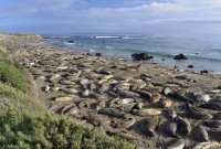 USA Jihozápad: rypouš severní na pobřeží v Piedras Blancas