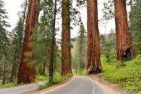 USA Jihozápad: silnice v Národním parku Sequoia