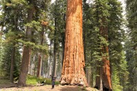 USA Jihozápad: Sequoia