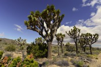 USA Jihozápad: Joshua Tree